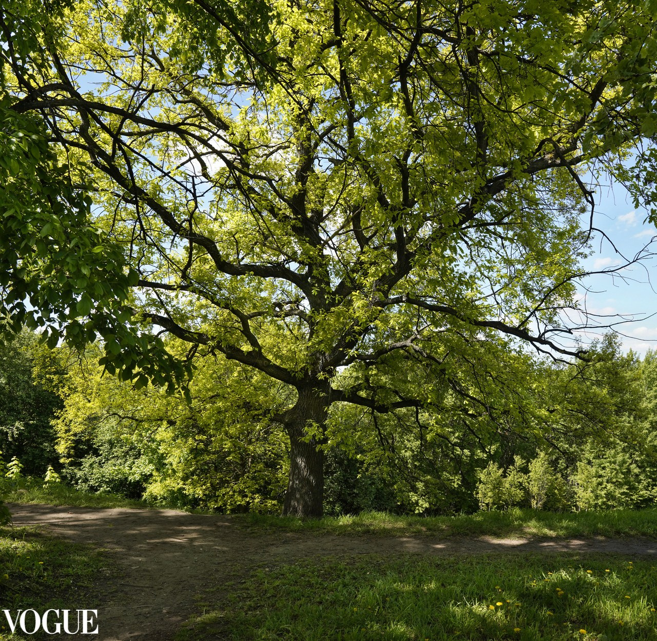 Красота садов и парков. Суть фотографии в стиле изобразительного искусства