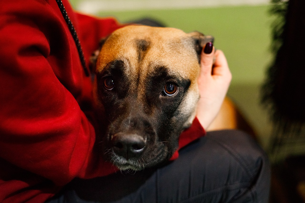 Grodno dog show. Kaja | fotograf we Wrocławiu | ludzie i psy