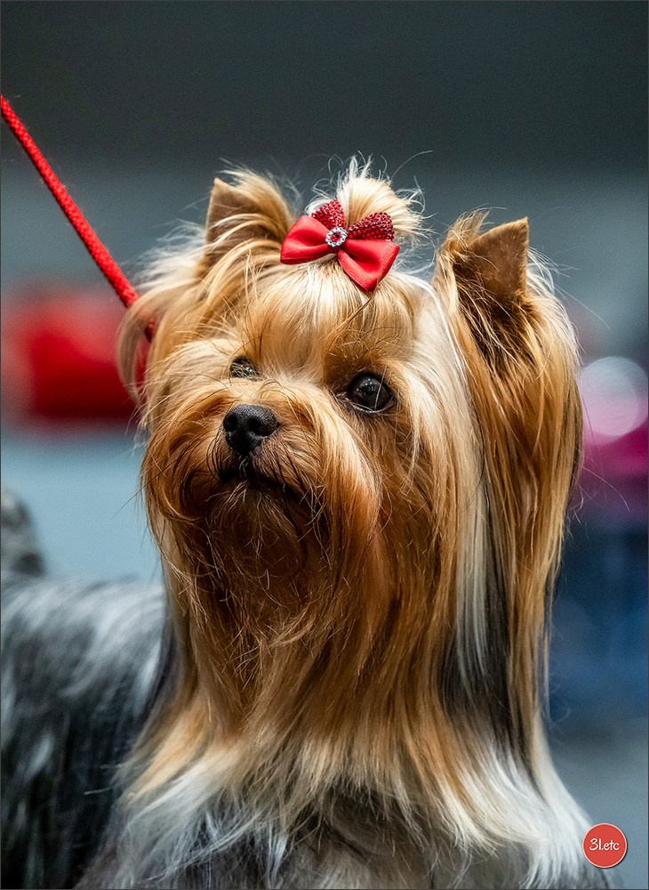 🇩🇪 Offenburg International Dogshow 15-16.03.25 🇩🇪. Photographe à Strasbourg | Portraits, Studio, Enfants, Événements