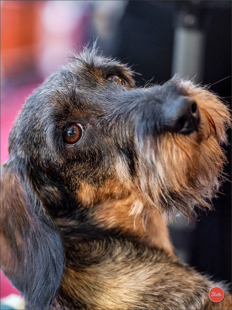 À l'exposition de Mouscron 🇧🇪 #dogshow #dogsphotography #expocanine #photopets #pets #dogs #aminalier #animals #mouscron #mouscron2025. Photographe à Strasbourg | Portraits, Studio, Enfants, Événements