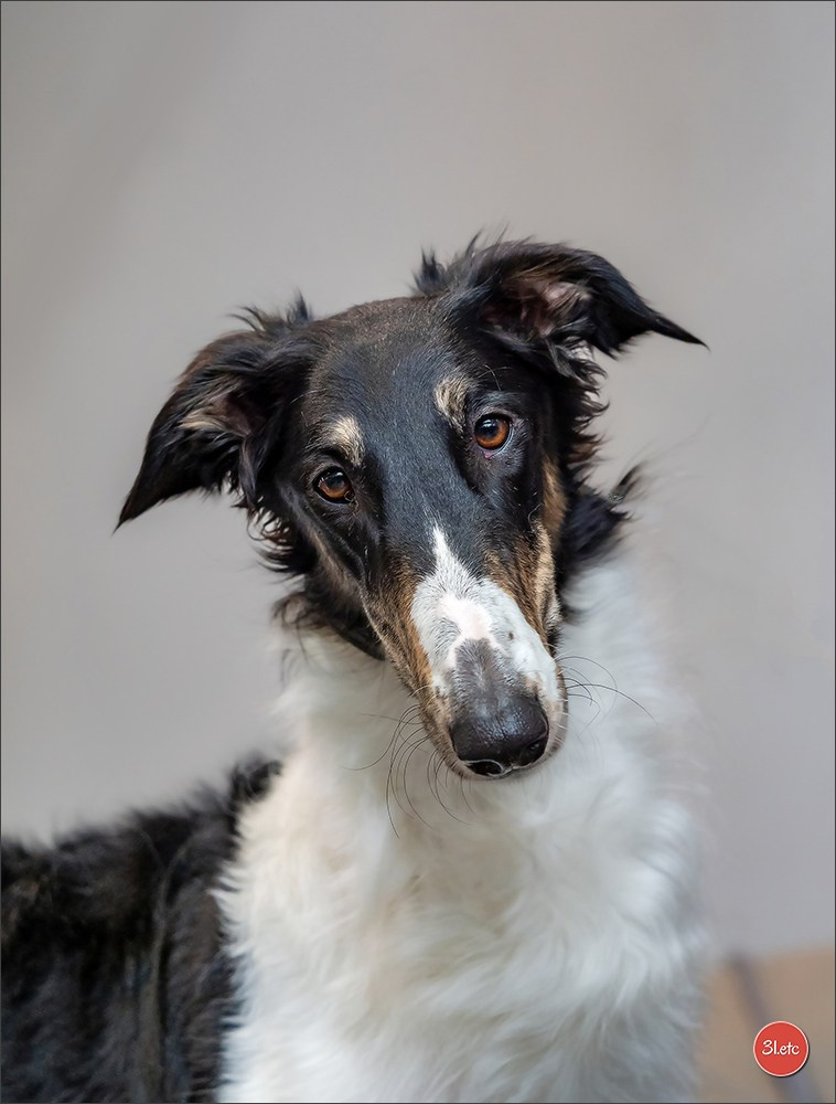 Dog Show Karlsruhe 🇩🇪  29-30/11/2025. Photographe à Strasbourg | Portraits, Studio, Enfants, Événements
