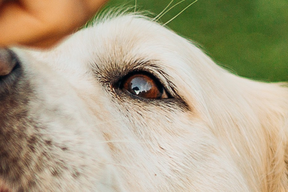 Настя, Арчи, Арагон. Фотограф-анималист | Белград