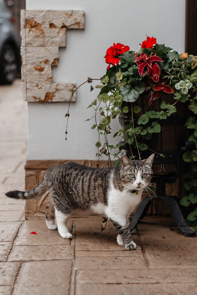 Nuntă de aur. FotoACTIV.ro - Imaginea ta contează