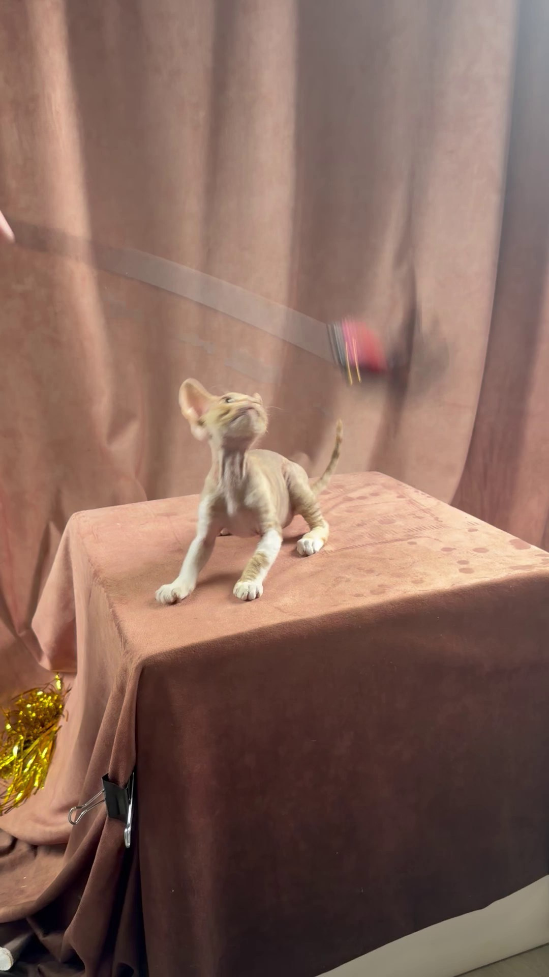 Ophelia, girl, born 02.08.26. Devon Rex Pixie Cattery