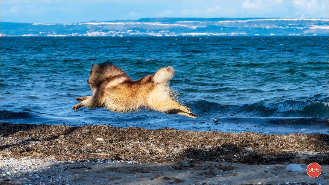 Expo canine 🇫🇷 Martigues  19-20/04/2025. Photographe à Strasbourg | Portraits, Studio, Enfants, Événements