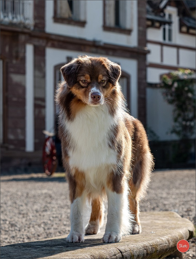 Photographie animalière. Photographe à Strasbourg | Portraits, Studio, Enfants, Événements