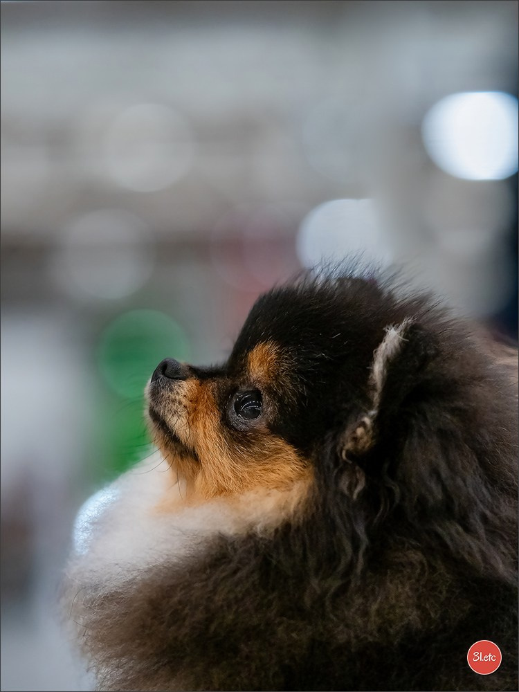 PDS  🇫🇷  Paris Dog Show  🇫🇷  Expo canine  10-11/01/2026. Photographe à Strasbourg | Portraits, Studio, Enfants, Événements
