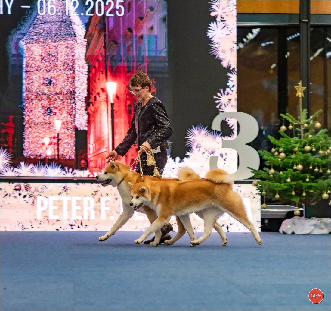 Dog Show WELS   🇦🇹  06-07/12/2025. Photographe à Strasbourg | Portraits, Studio, Enfants, Événements