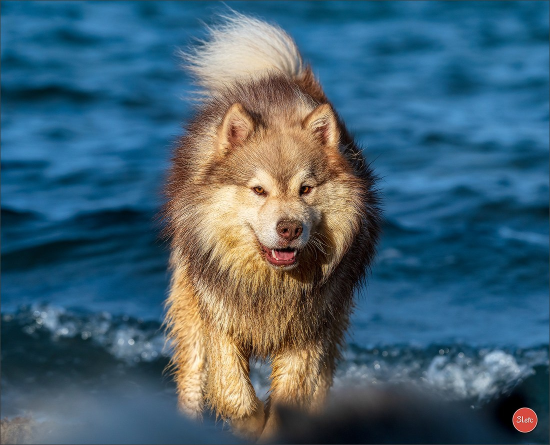 Expo canine 🇫🇷 Martigues  19-20/04/2025. Photographe à Strasbourg | Portraits, Studio, Enfants, Événements