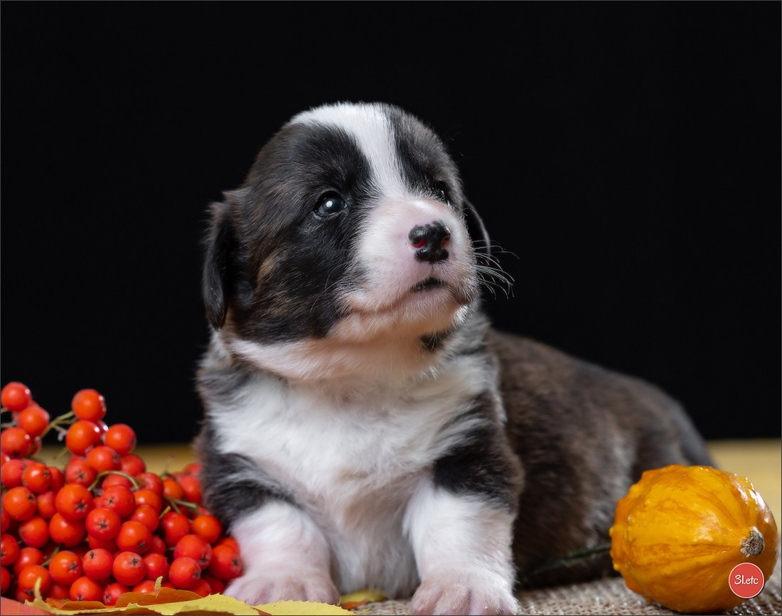 Photographie animalière. Photographe à Strasbourg | Portraits, Studio, Enfants, Événements
