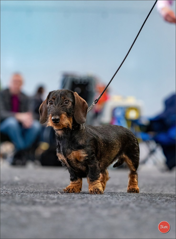 Dog Show Karlsruhe 🇩🇪  29-30/11/2025. Photographe à Strasbourg | Portraits, Studio, Enfants, Événements