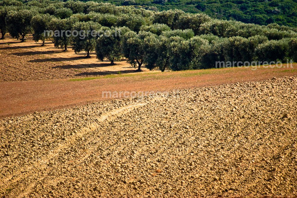 Olive trees in Martina Franca