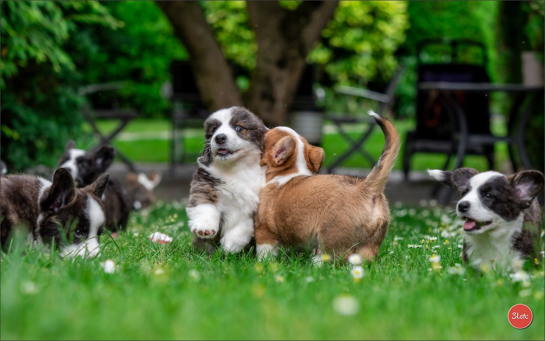 Photographie animalière. Photographe à Strasbourg | Portraits, Studio, Enfants, Événements
