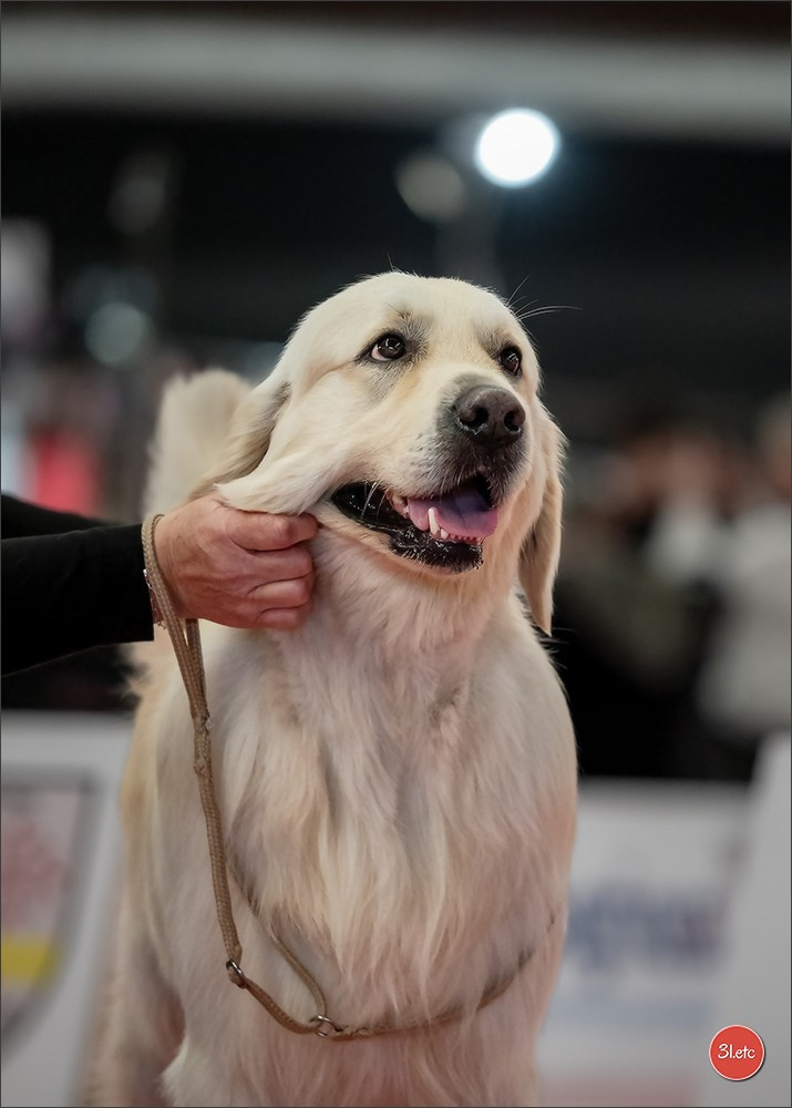🇫🇷Exposition Canine Internationale de Perpignan. Photographe à Strasbourg | Portraits, Studio, Enfants, Événements