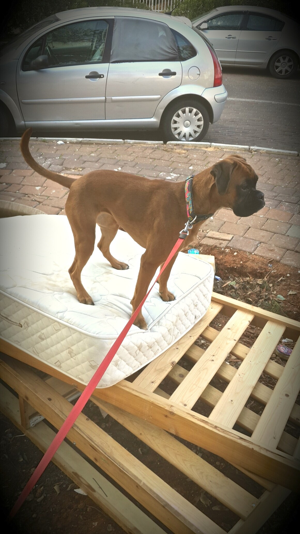 My ״Star״ Boxer Dog