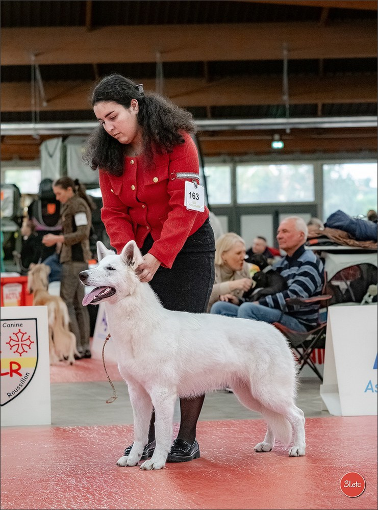 🇫🇷  Perpignan Dog Show  🇫🇷  Expo canine  17-18/01/2026. Photographe à Strasbourg | Portraits, Studio, Enfants, Événements