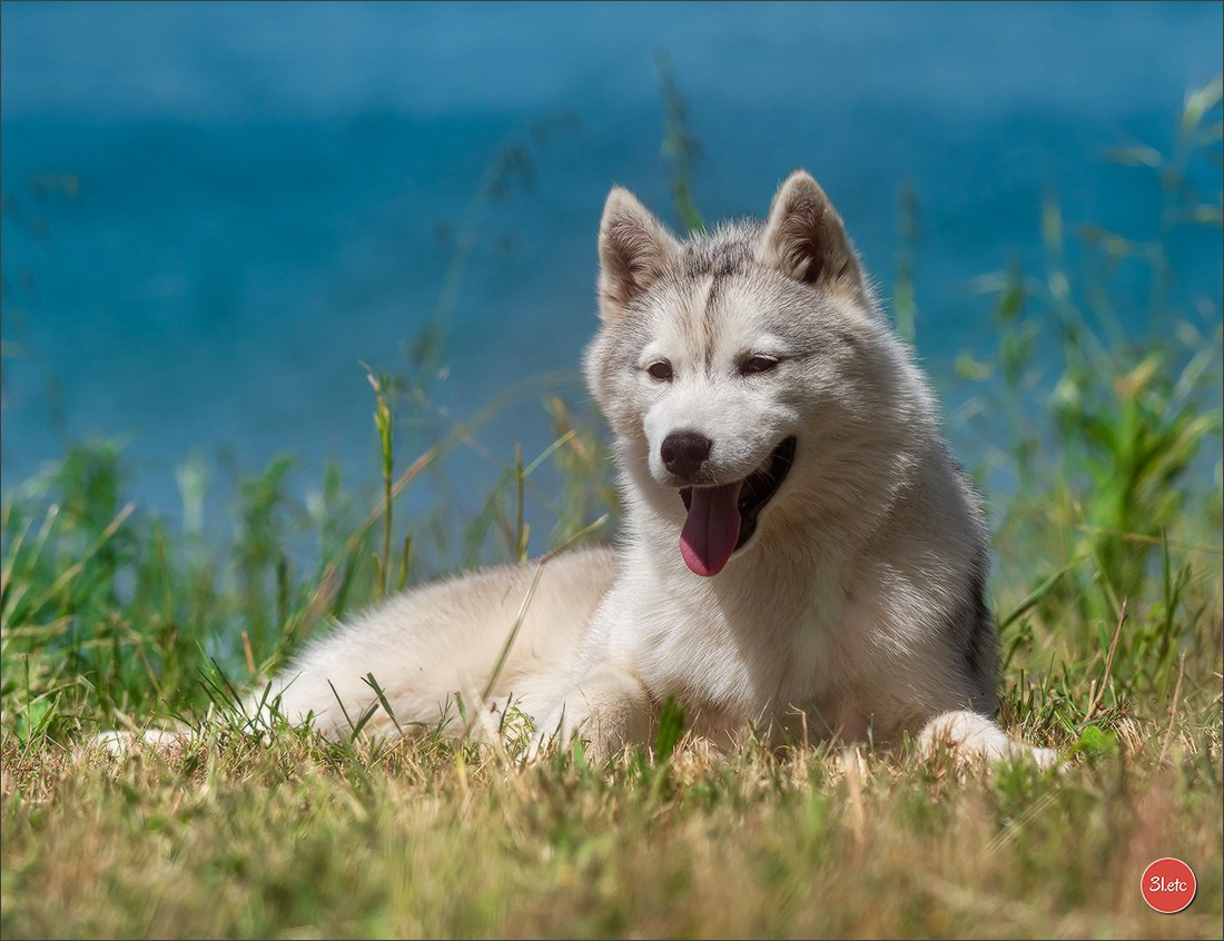 Expo canine 🇫🇷 Valence 03-04/05/2025. Photographe à Strasbourg | Portraits, Studio, Enfants, Événements