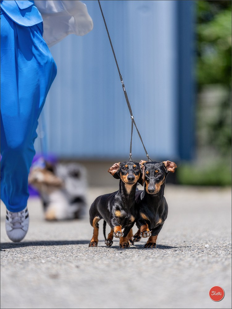 Expo canine 🇫🇷 Valence 02-03/05/2026