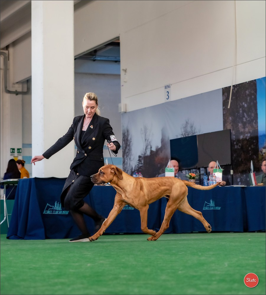 Dog Show  🇮🇹  San Marino. Photographe à Strasbourg | Portraits, Studio, Enfants, Événements