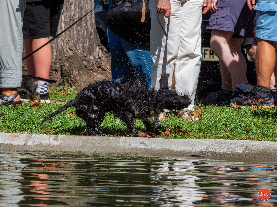 Teckels Parade Strasbourgeoise  Vous pouvez voir le galerie de photos. Photographe à Strasbourg | Portraits, Studio, Enfants, Événements