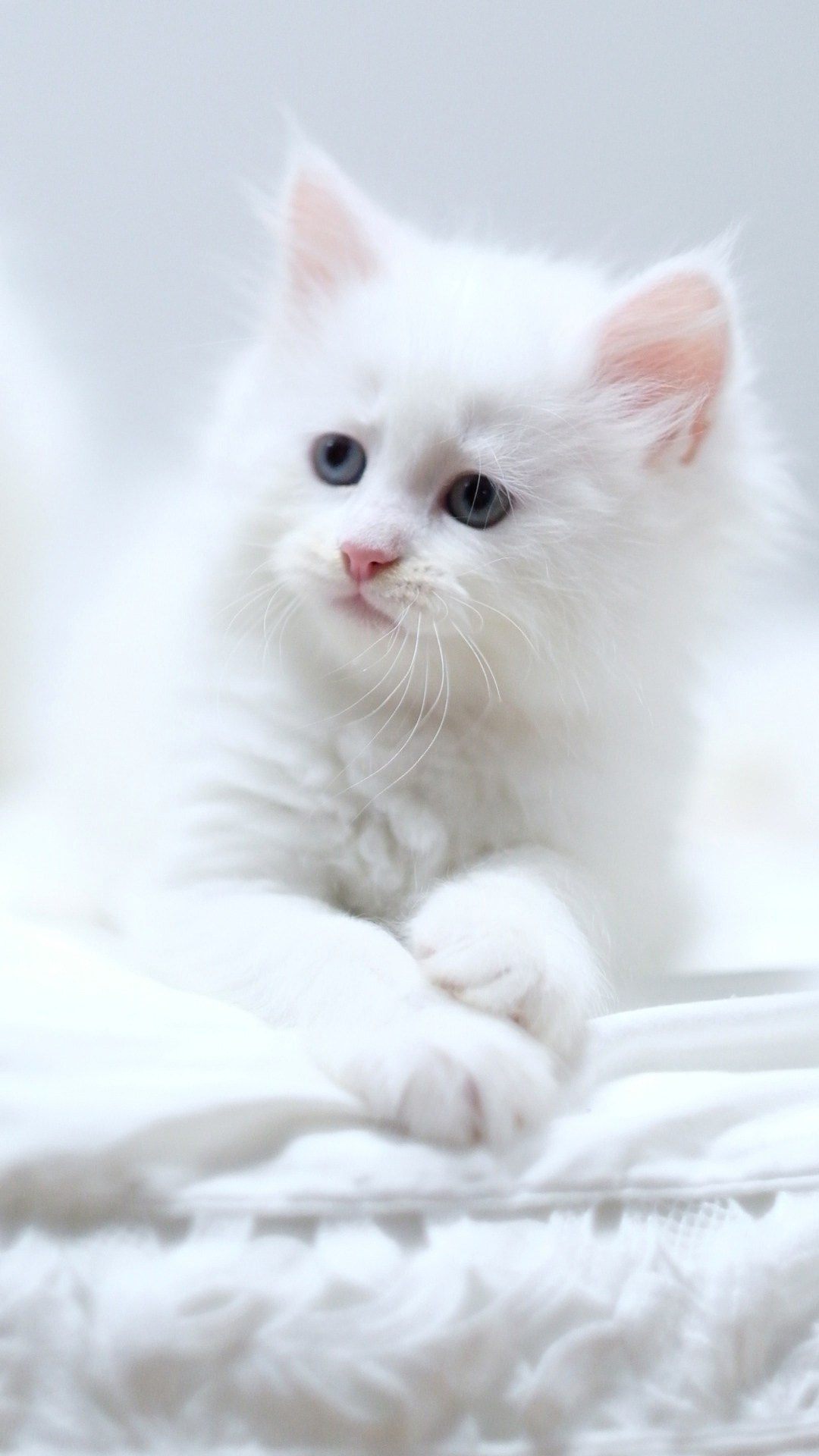 N-Andromeda. SIBERIALIS: Katzenzucht von Sibirischen und Neva Masquarade Katzen