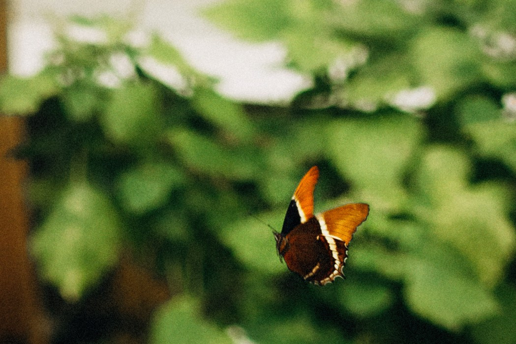 The story in the greenhouse. Семейный фотограф Лейпциг, Германия
