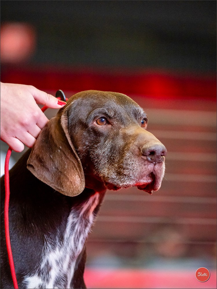 Exposition Canine à  Margny-lès-Compiègne 14-15/09/2024. Photographe à Strasbourg | Portraits, Studio, Enfants, Événements