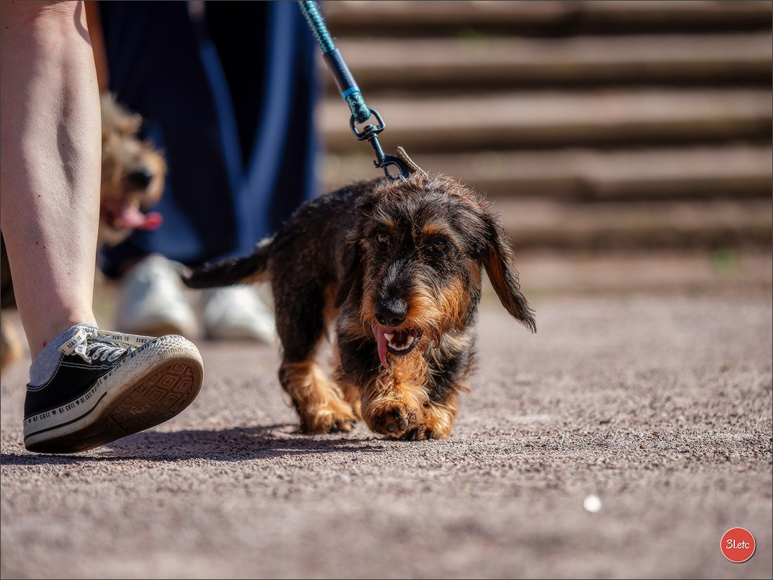 Teckels Parade Strasbourgeoise  Vous pouvez voir le galerie de photos. Photographe à Strasbourg | Portraits, Studio, Enfants, Événements