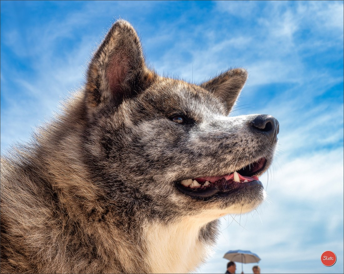 Photographie animalière. Photographe à Strasbourg | Portraits, Studio, Enfants, Événements