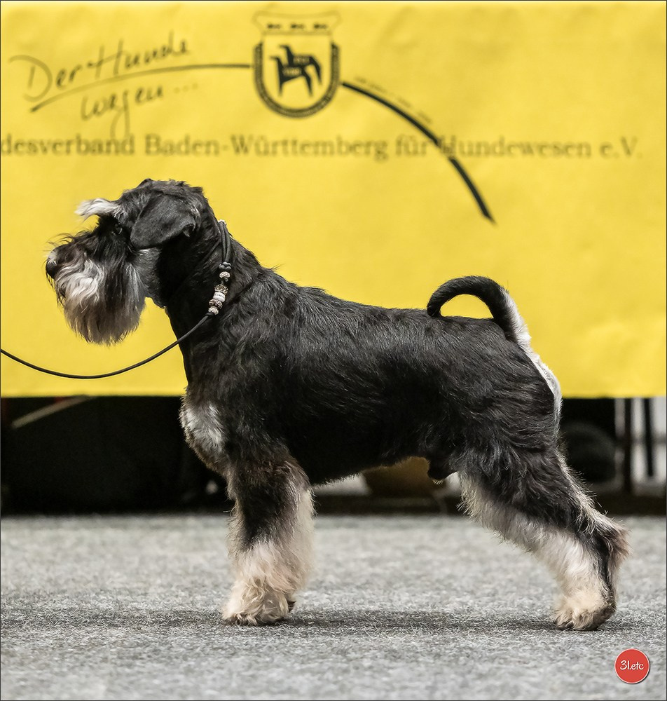 🇩🇪 Offenburg International Dogshow 15-16.03.25 🇩🇪. Photographe à Strasbourg | Portraits, Studio, Enfants, Événements