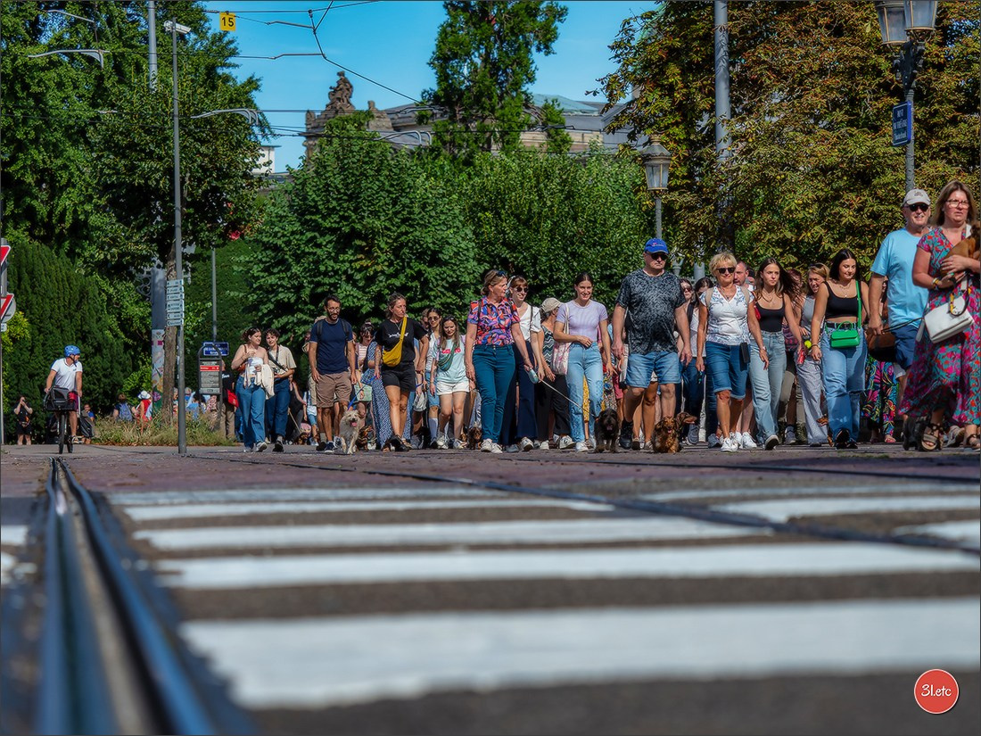Teckels Parade Strasbourgeoise  Vous pouvez voir le galerie de photos. Photographe à Strasbourg | Portraits, Studio, Enfants, Événements