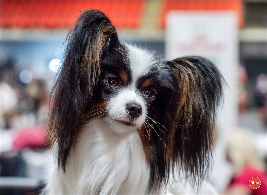 Expo canine 🇫🇷 Martigues  19-20/04/2025. Photographe à Strasbourg | Portraits, Studio, Enfants, Événements