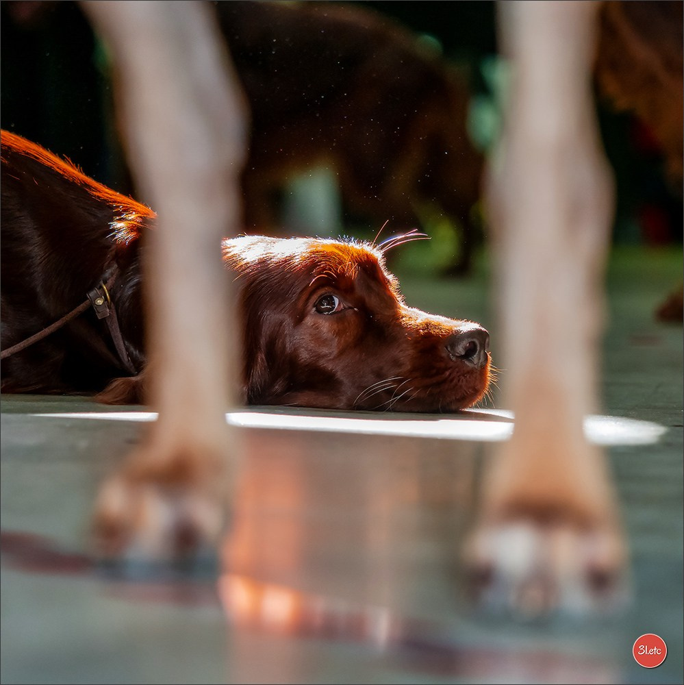 Photographie animalière. Photographe à Strasbourg | Portraits, Studio, Enfants, Événements