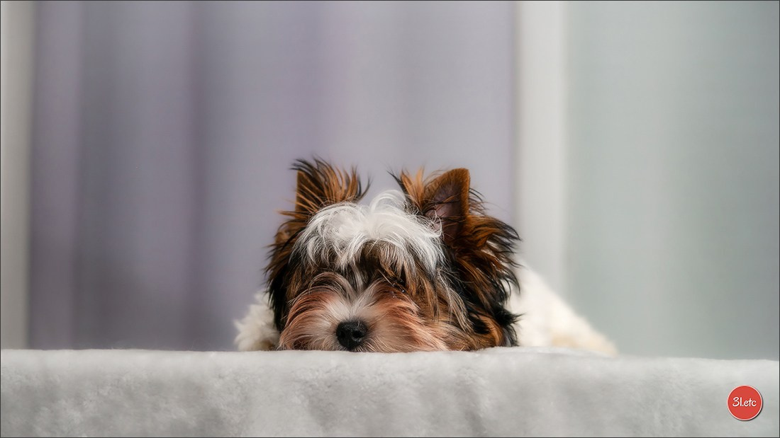 Yorkshire terrier biewer. Photographe à Strasbourg | Portraits, Studio, Enfants, Événements