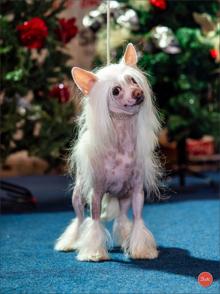 14-15.12.2024 Brussels Dog Show 🇧🇪. Photographe à Strasbourg | Portraits, Studio, Enfants, Événements