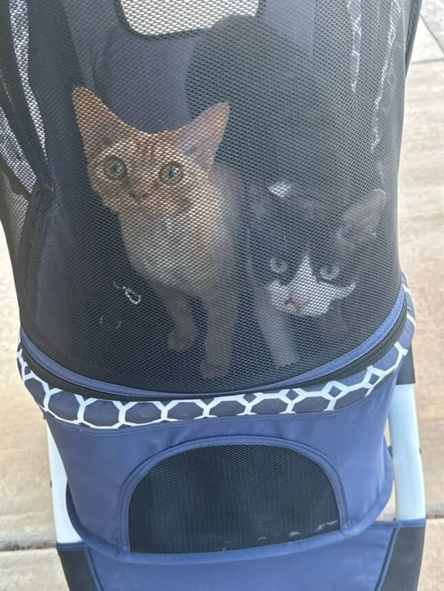 Dorito, boy, born on 06.06.24 SOLD. Devon Rex Pixie Cattery