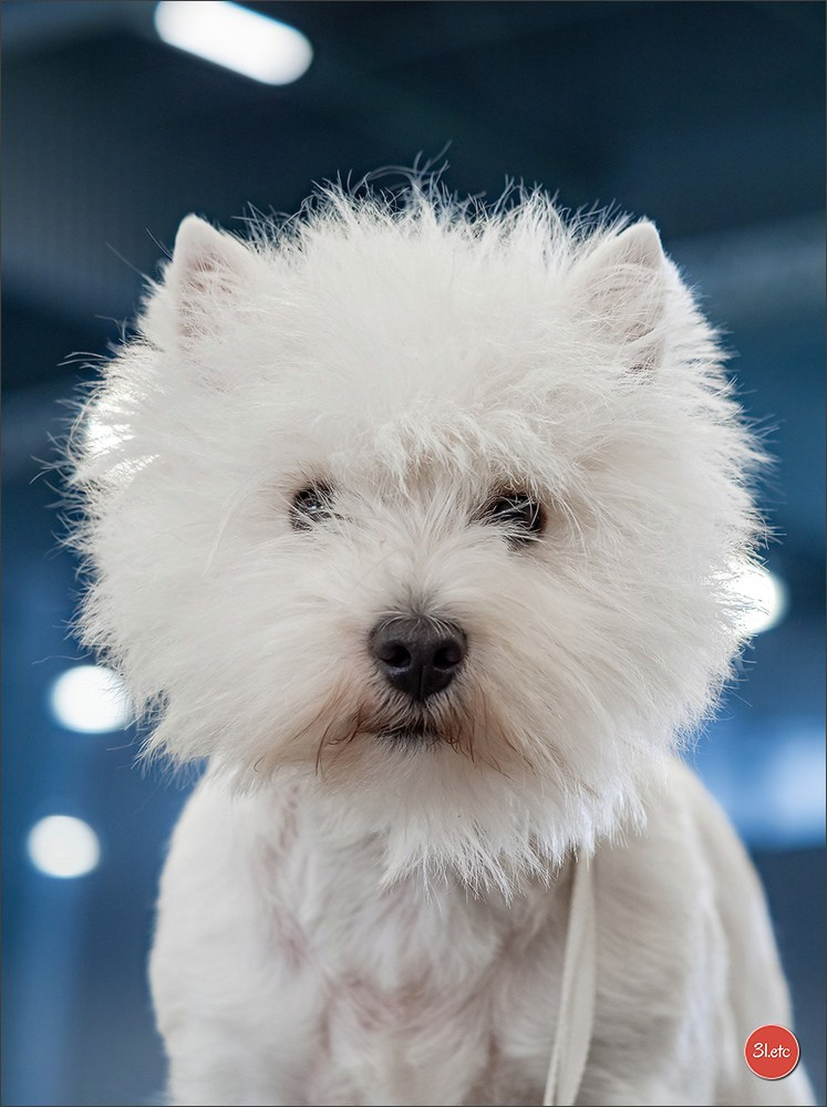 🇫🇷  Chalons en Champagne  🇫🇷  Expo canine  31/01-01/02/2026. Photographe à Strasbourg | Portraits, Studio, Enfants, Événements