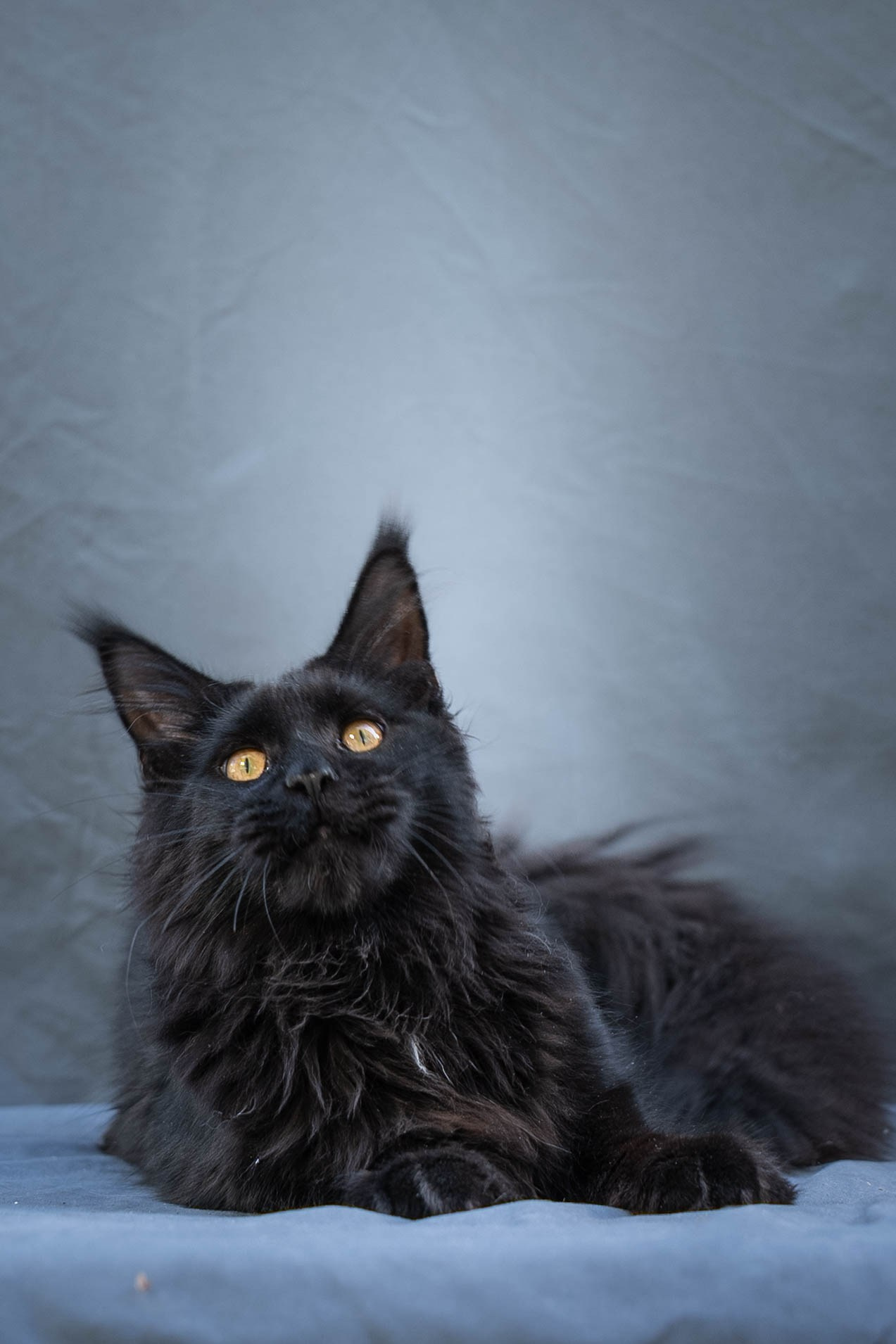 Senator Quora. Senator Cat — Maine Coon cattery