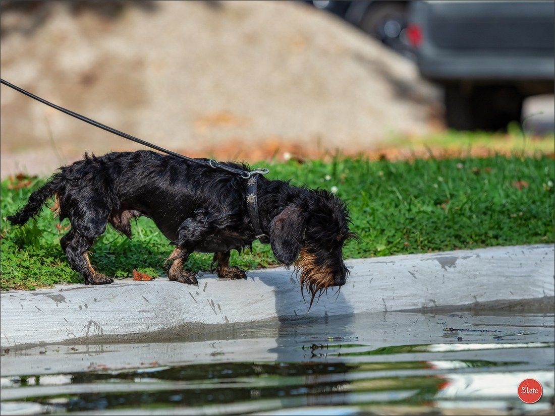 Teckels Parade Strasbourgeoise  Vous pouvez voir le galerie de photos. Photographe à Strasbourg | Portraits, Studio, Enfants, Événements