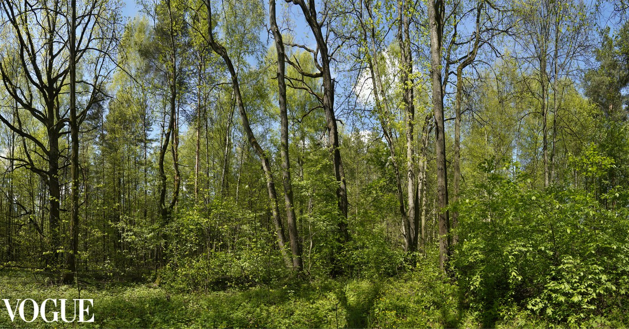 Сказка подмосковного леса. Суть фотографии в стиле изобразительного искусства