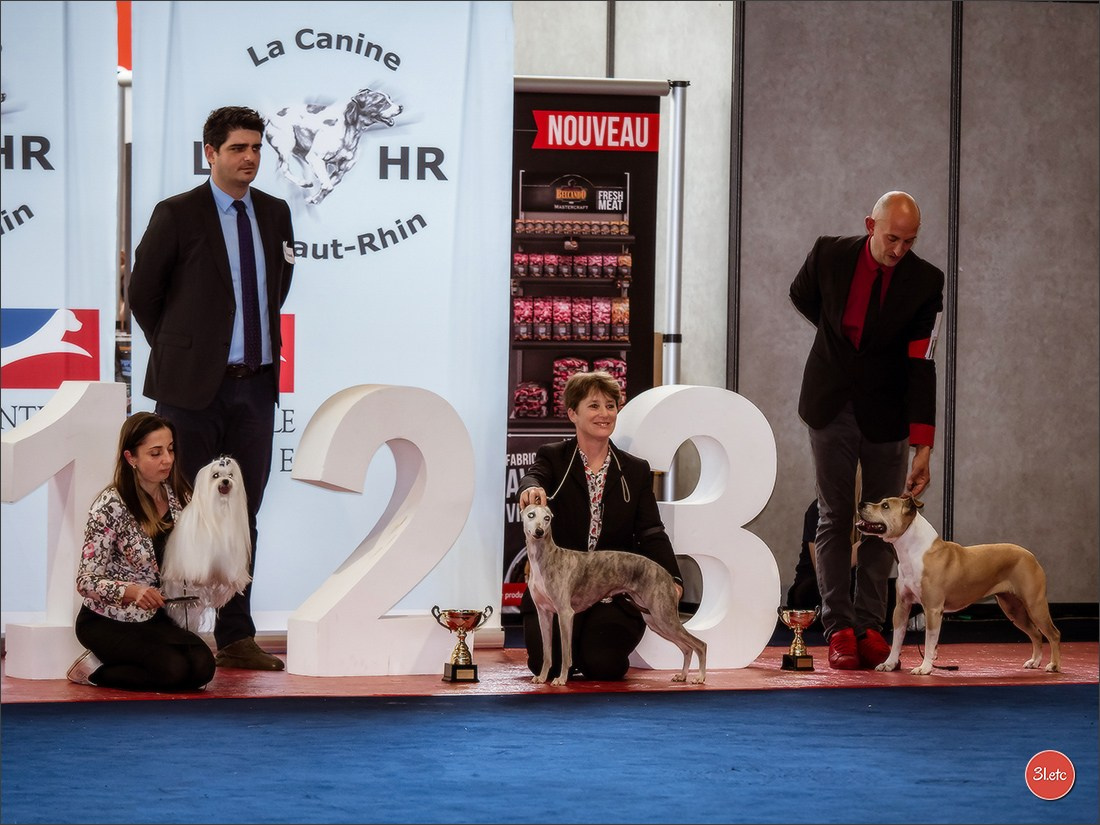 Expositions canines des 6 & 7 avril 2024 NDS Mulhouse, France. Photographe à Strasbourg | Portraits, Studio, Enfants, Événements