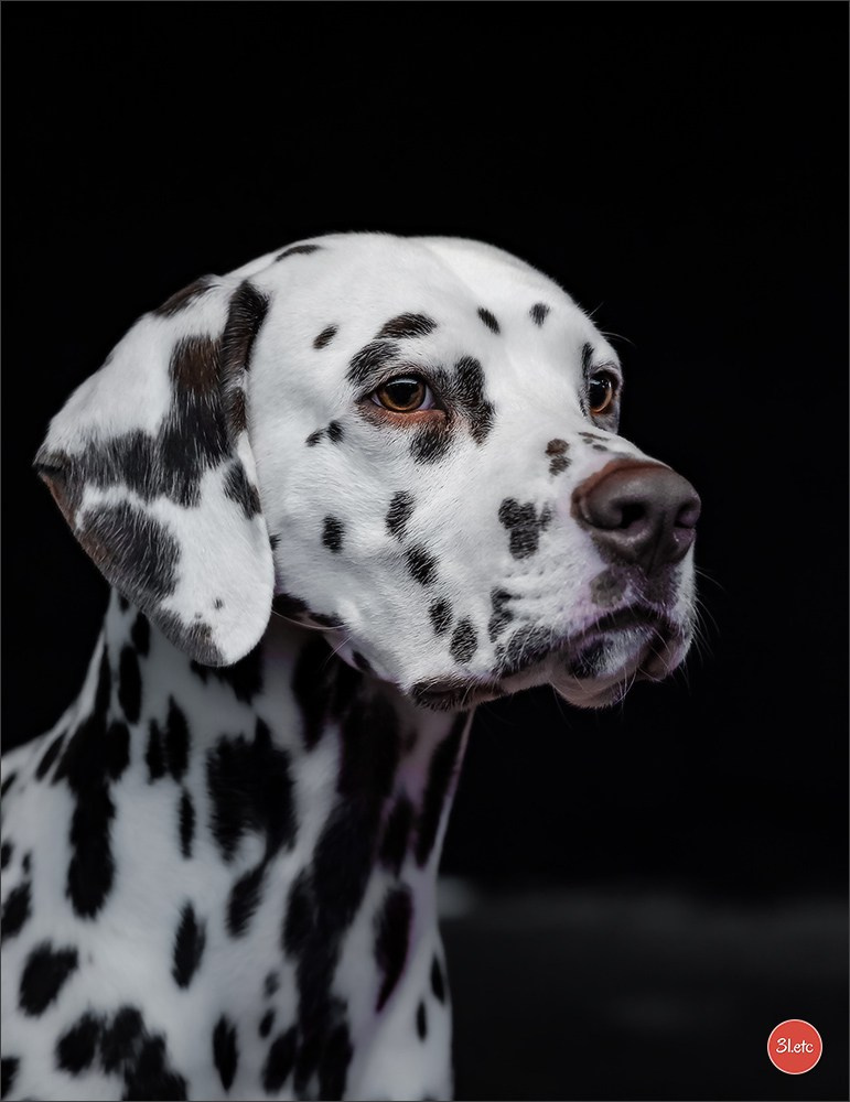 Exposition Canine à Rouen 7-8/12/2024. Photographe à Strasbourg | Portraits, Studio, Enfants, Événements