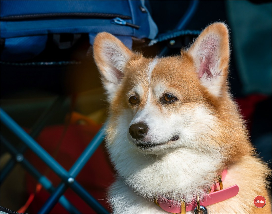 🇫🇷 Romorantin - Exposition Canine Nationale. Photographe à Strasbourg | Portraits, Studio, Enfants, Événements