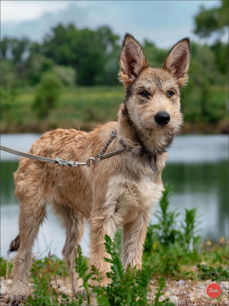 Expo canine 🇫🇷 Valence 03-04/05/2025. Photographe à Strasbourg | Portraits, Studio, Enfants, Événements