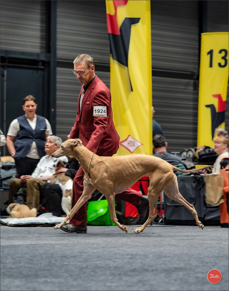 Dog Show Offenbourg  🇩🇪  14-15/03/2026. Photographe à Strasbourg | Portraits, Studio, Enfants, Événements