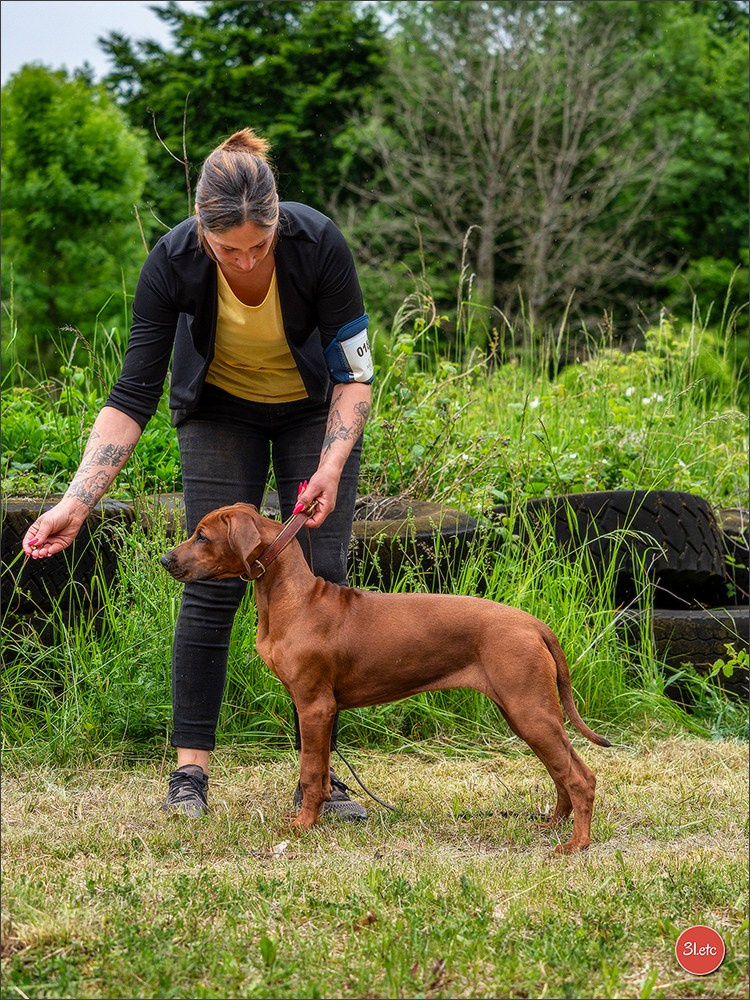 R.E. Rhodesian Ridgeback - Belleau (54) Expo canine Nancy  🇫🇷  24/05/2025. Photographe à Strasbourg | Portraits, Studio, Enfants, Événements