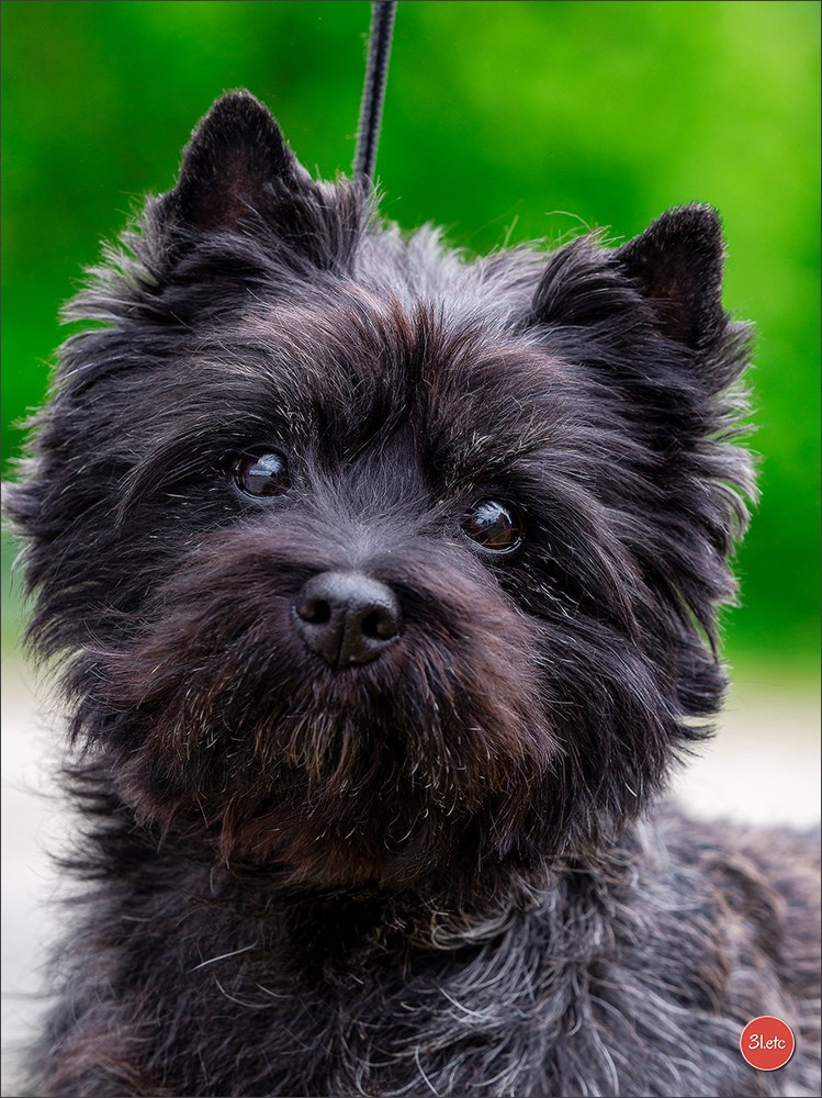 Dog Show Rieden 🇩🇪 16-18/05/2025. Photographe à Strasbourg | Portraits, Studio, Enfants, Événements