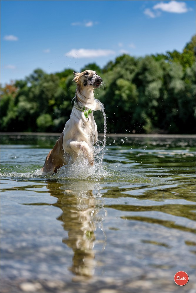Dog Show - Hallbergmoos 🇩🇪 11-12/07/2026