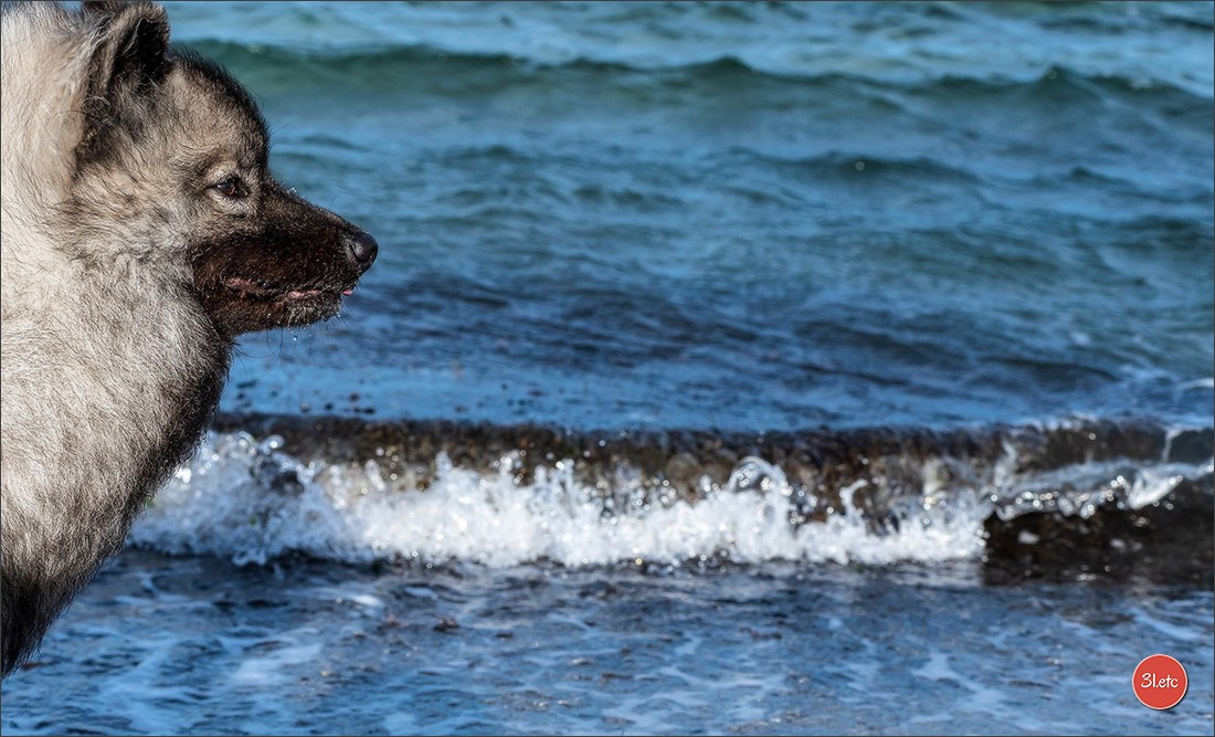 Expo canine 🇫🇷 Martigues  19-20/04/2025. Photographe à Strasbourg | Portraits, Studio, Enfants, Événements