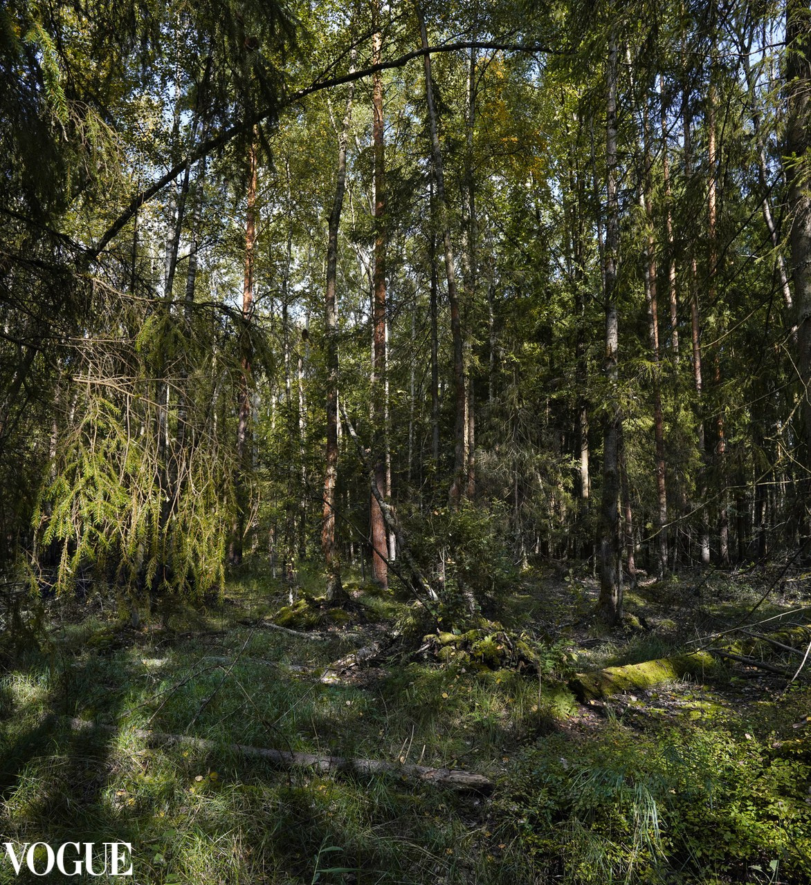 Сказка подмосковного леса. Суть фотографии в стиле изобразительного искусства